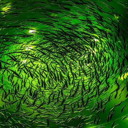 NS 500W LED Underwater Fishing Light 35,000 Lumen Night Fish Attracting Light IP68 Waterproof AC110V